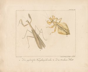 Modliszka i owad liściowy (ręcznie kolorowany miedzioryt)