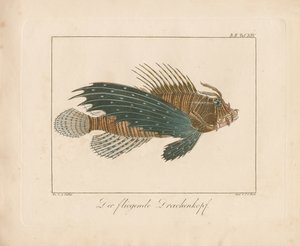 Red Scorpionfish (ręcznie kolorowany miedzioryt)