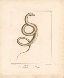 The Feeler Snake (ręcznie kolorowana litografia)
