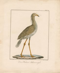 Seriema czerwononoga (ręcznie kolorowana litografia) autorstwa Ambrosius Gabler