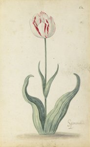 Tulipan "Speramondi", z albumu kwiatów, ok. 1640