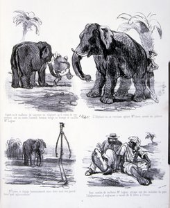 ilustracja do Sztuki tuczu i odchudzania autorstwa Amédée de Noé