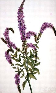 PD.128-1973f.11 Fioletowa wierzba kolczasta (Epilobium) 1787 (akwarela i gwasz) autorstwa Amelia Fancourt