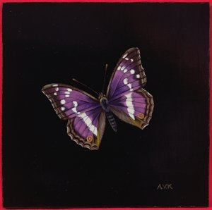 Fioletowy motyl cesarski, 2000