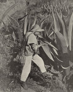Meksykański zbieracz Pulque (zdjęcie czarno-białe) autorstwa American Photographer (after)