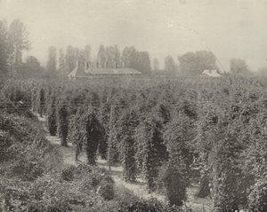Washington Hop Yard (zdjęcie czarno-białe) autorstwa American Photographer (after)