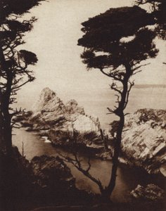 Kalifornia: Monterey Cyprys (zdjęcie czarno-białe) autorstwa American Photographer (after)