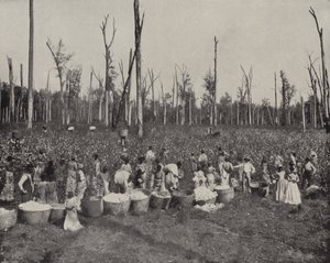 Zbieranie bawełny w Mississippi (zdjęcie czarno-białe) autorstwa American Photographer (after)