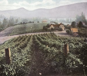 Oregon: Zróżnicowane rolnictwo w Dolinie Willamette (zdjęcie) autorstwa American Photographer (after)
