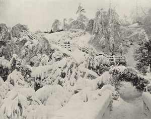 Zimowe liście na wyspie Luna (zdjęcie czarno-białe) autorstwa American Photographer (after)