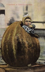 Okaz dyni kalifornijskich (przyciemnione zdjęcie) autorstwa American Photographer