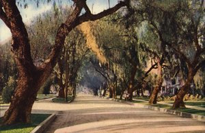 Avenue of Pepper Trees, Pasadena (zdjęcie kolorowe) autorstwa American Photographer