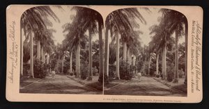 Aleja palm królewskich, teren Queen