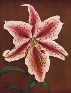 Lilie: Lilium Auratum, Crimson Queen (zdjęcie kolorowe) autorstwa American Photographer
