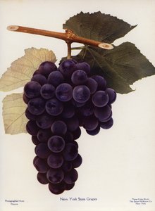 Winogrona ze stanu Nowy Jork (kolorowe zdjęcie) autorstwa American Photographer