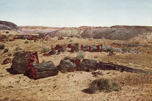 Skamieniały Las, Arizona (kolorowe zdjęcie) autorstwa American Photographer