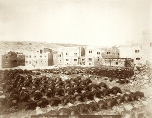 Garbarnia w Hebronie ze skórami ułożonymi na pierwszym planie, 1898-1911 autorstwa American Photographer