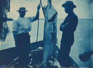 "Tarpon lub Silver King", 29 października autorstwa American Photographer
