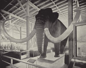Wielki Mamut Syberyjski autorstwa American Photographer