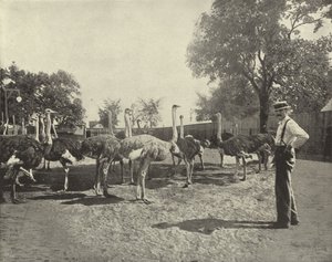 Strusie autorstwa American Photographer