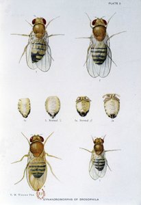 Abeilles - w „Wkład w genetykę muszki drosophila melanogaster””, Thomas H. Morgan autorstwa American School