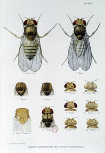 Abeilles - w „Wkład w genetykę muszki drosophila melanogaster””, Thomas H. Morgan autorstwa American School