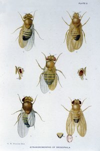 Abeilles - w „Wkład w genetykę muszki drosophila melanogaster””, Thomas H. Morgan autorstwa American School