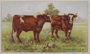 Amerykańska karta handlowa reklamująca skóry zwierzęce firmy Swift and Company, Union Stock Yards, Chicago, Illinois (kolorowa litografia) autorstwa American School