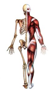 Anatomiczny odcisk ludzkiego szkieletu i mięśni autorstwa American School