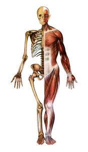 Anatomiczny odcisk ludzkiego szkieletu i mięśni autorstwa American School