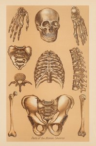 Anatomiczne badanie ludzkiego szkieletu autorstwa American School