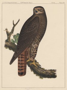 Ptaki, plansza XIV, 1855 autorstwa American School