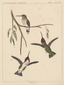 Ptaki, plansza XIX, 1855 autorstwa American School