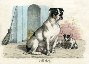 Buldog, z Historii naturalnej zwierząt autorstwa American School