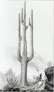 Cereus Giganteus autorstwa American School