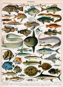 Nadruk dekoracyjny "Poissons" autorstwa Demoulin autorstwa American School