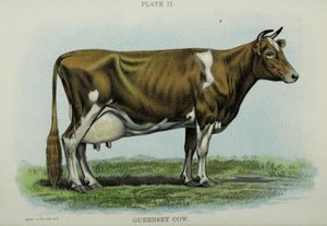 Guernsey Cow, z „Biggle Cow Book” Jacoba Biggle autorstwa American School