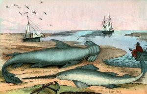 Hammerhead Shark i Sawfish autorstwa American School
