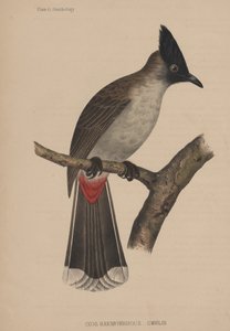 Ixos haemorrhous (Gmelin) autorstwa American School