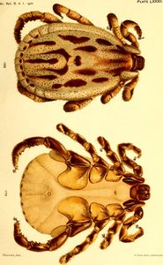 Mężczyzna Dermacentor reticulatus, ilustracja z filmu "Kleszcze bydlęce (Ixodoidea) w Stanach Zjednoczonych" autorstwa American School