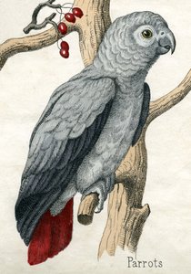 Papuga, z Historii naturalnej zwierząt autorstwa American School