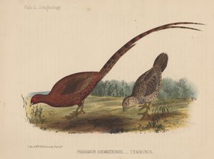Fasianus Soemmeringh (Temminck) autorstwa American School