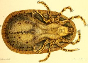 Widok brzuszny Argusa miniaturowego, ilustracja z "Cattle ticks (Ixodoidea) of the United States" autorstwa DE Salmona i Charlesa Wardella autorstwa American School