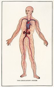 Vintage anatomiczny nadruk ludzkiego układu krążenia autorstwa American School