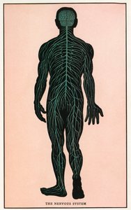Zabytkowy wydruk anatomiczny ludzkiego układu nerwowego autorstwa American School