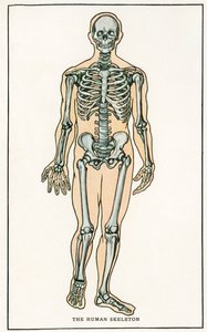 Anatomiczny wydruk ludzkiego szkieletu w stylu vintage autorstwa American School