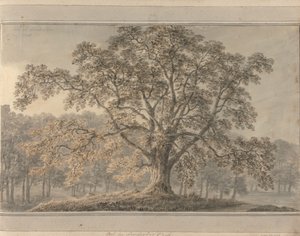 Widoki w Anglii, Szkocji i Walii: Ash w Londesbro Park, maj 1800 autorstwa Amos Green