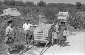 GORZKIE WINOGRONA - TRANSPORT