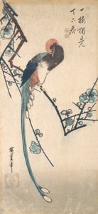 Ptak długoogoniasty. autorstwa Ando Hiroshige