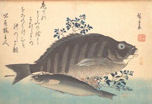 Shimadai i Ainame Fish, z serii Uozukushi Every Variety of Fish, lata czterdzieste XIX wieku, lata czterdzieste XIX wieku. autorstwa Ando Hiroshige